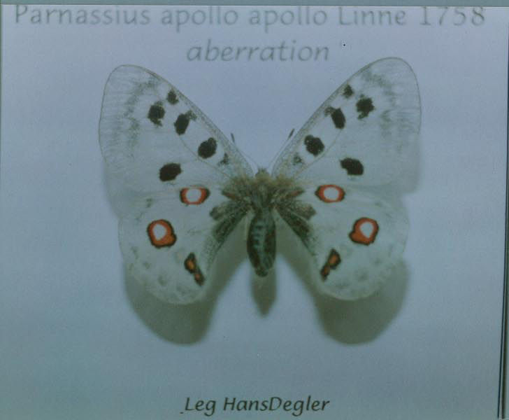 Parnassius apollo un-named aberration (Sweden)3 (Internet Image property of respective owner, non-commercial use only)